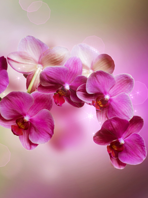 Wallpaper Orchidea