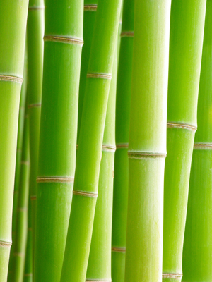 Wallpaper Bambus